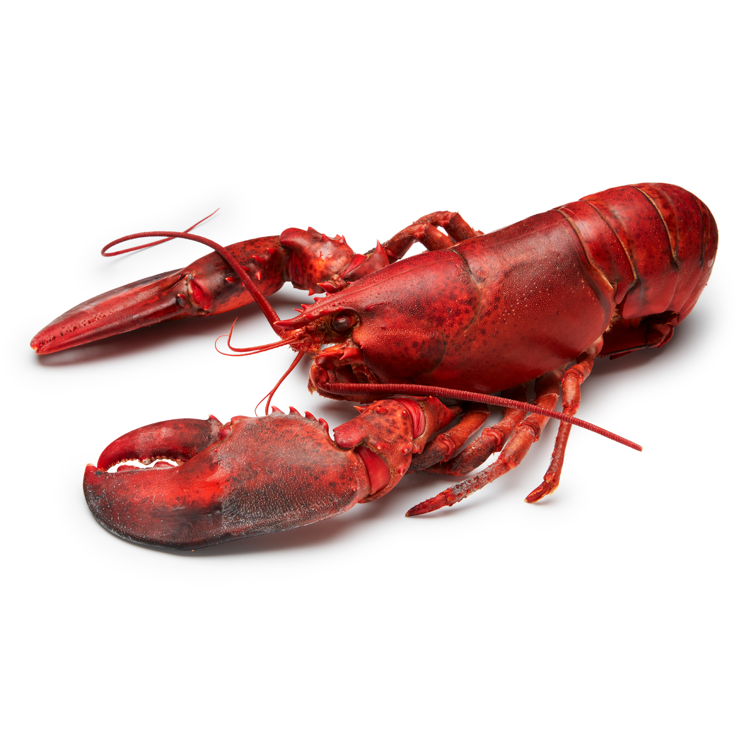 FreshDirect Steamed Lobster, image 1 of 2 slides
