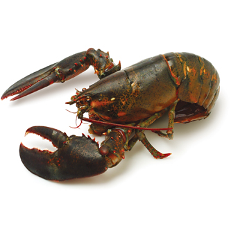 Live Wild Lobster