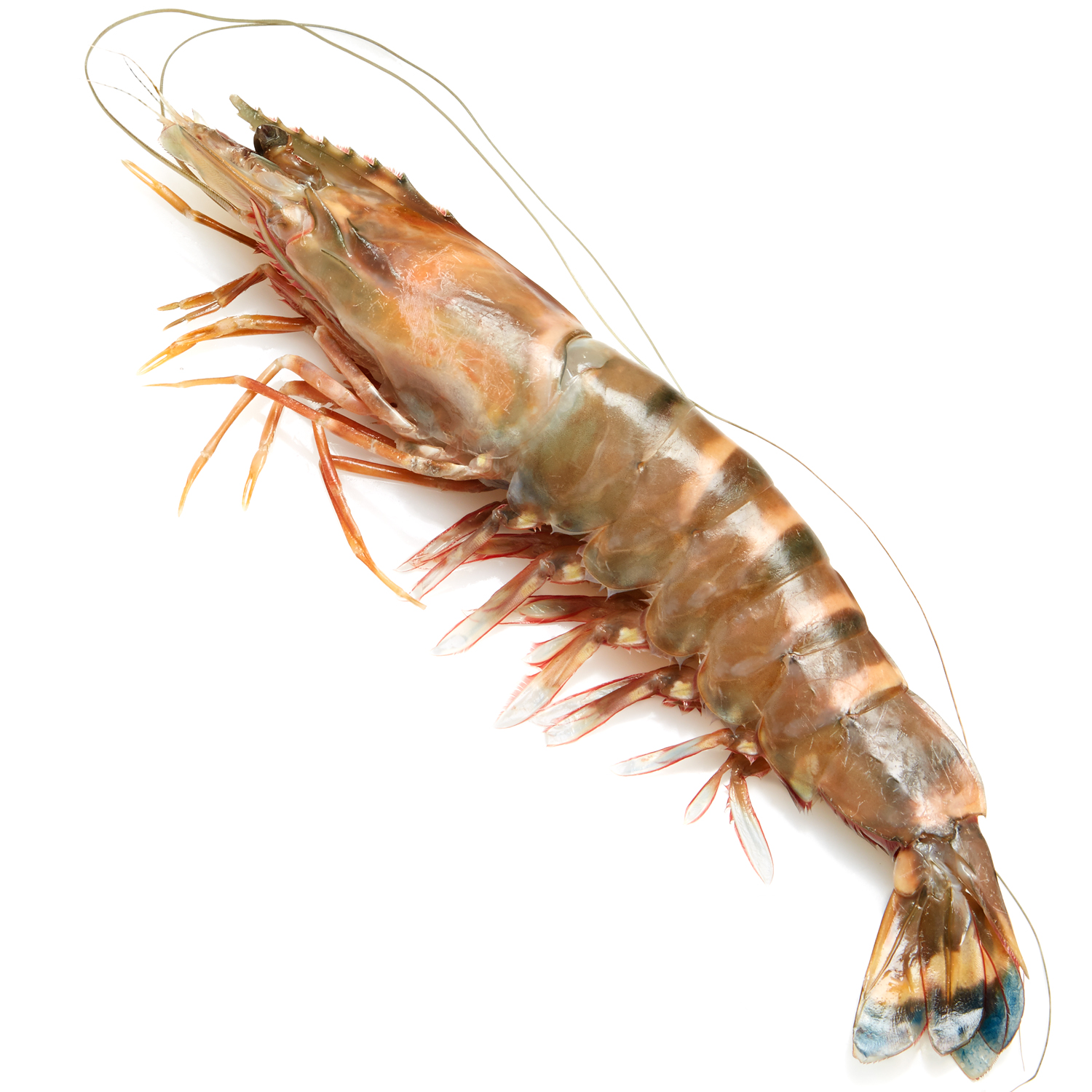 Madagascar Prawns, Head-On, 9-11/lb, image 1 of 2 slides