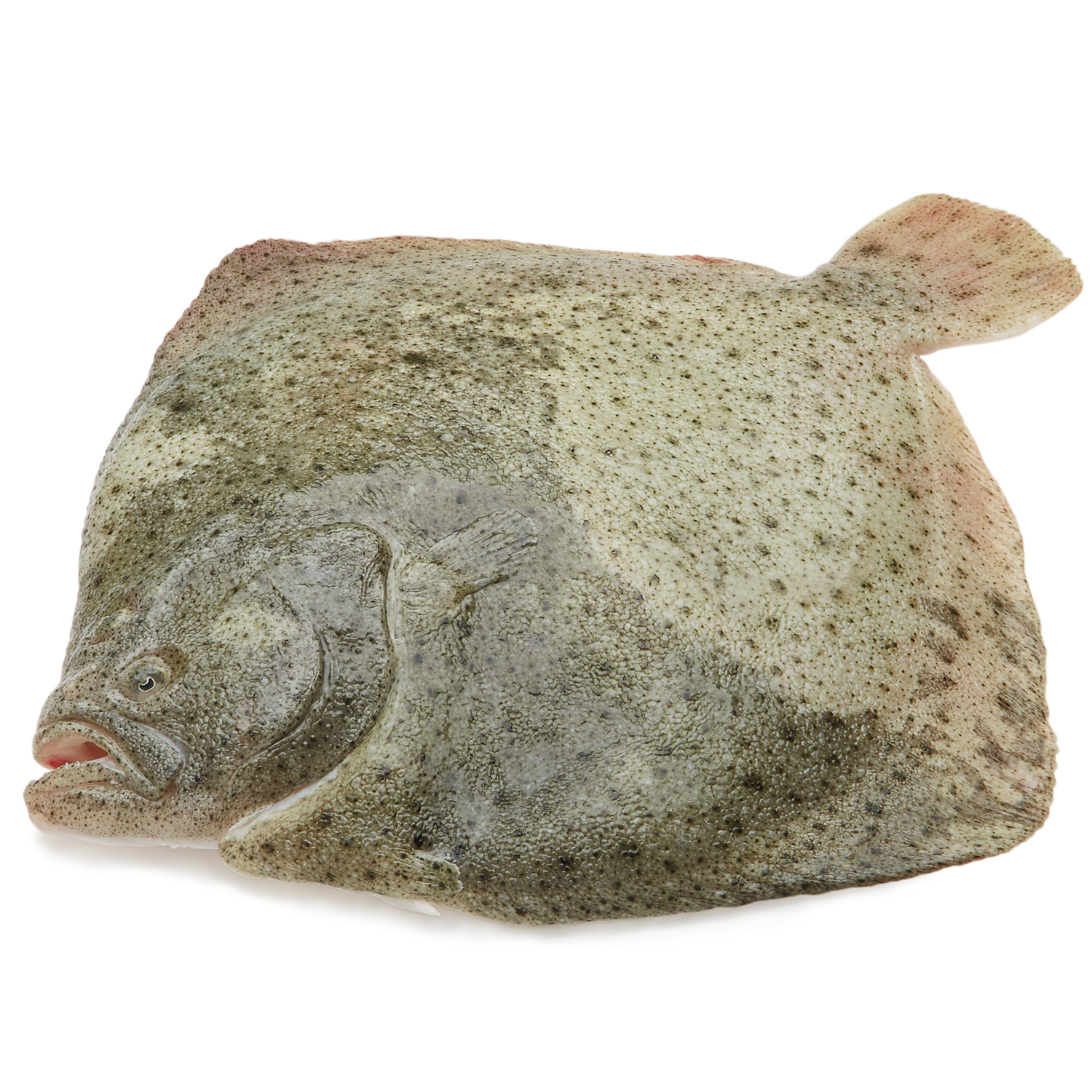 Whole Turbot, Farm-Raised