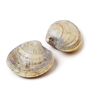 Local Littleneck Clams