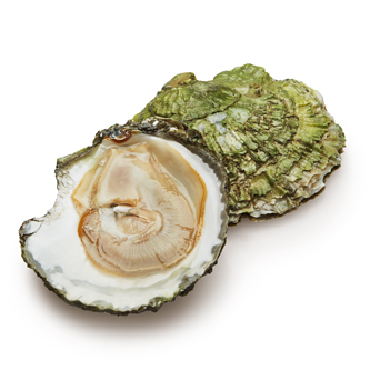 Wild Maine Belon Oysters