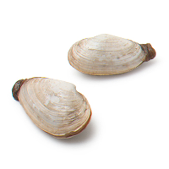 Steamer Clams