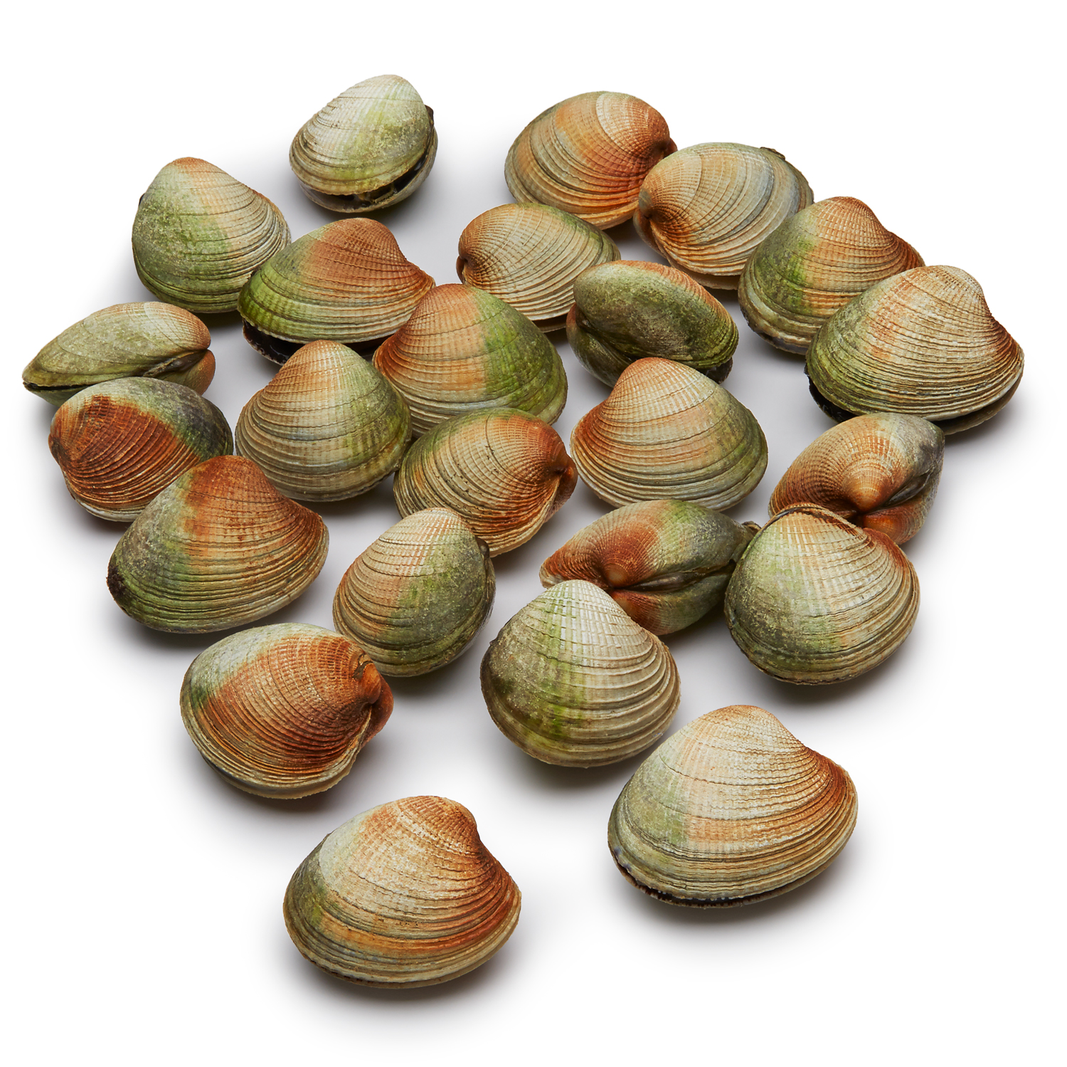 Wild Cockles 
