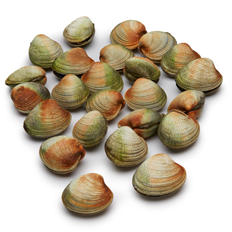 Wild Cockles 