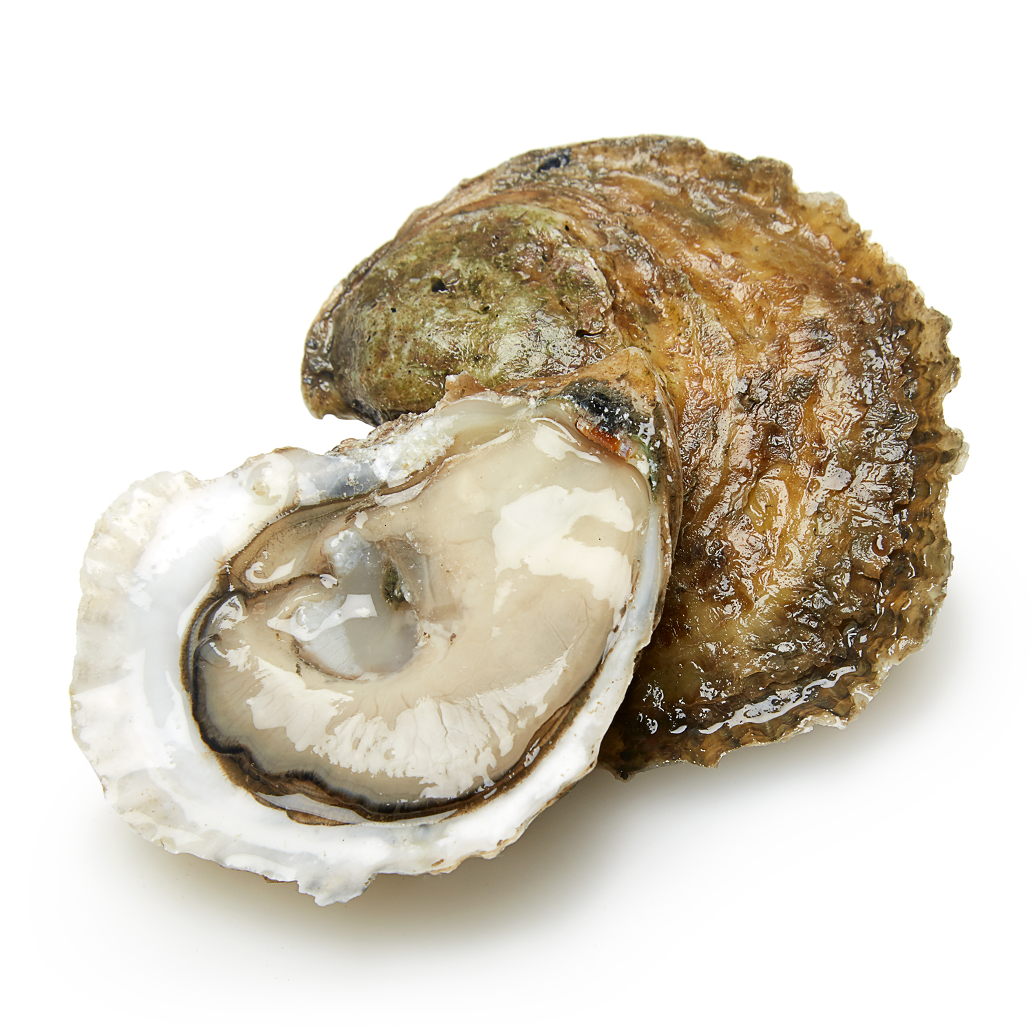 Little Gun Oysters