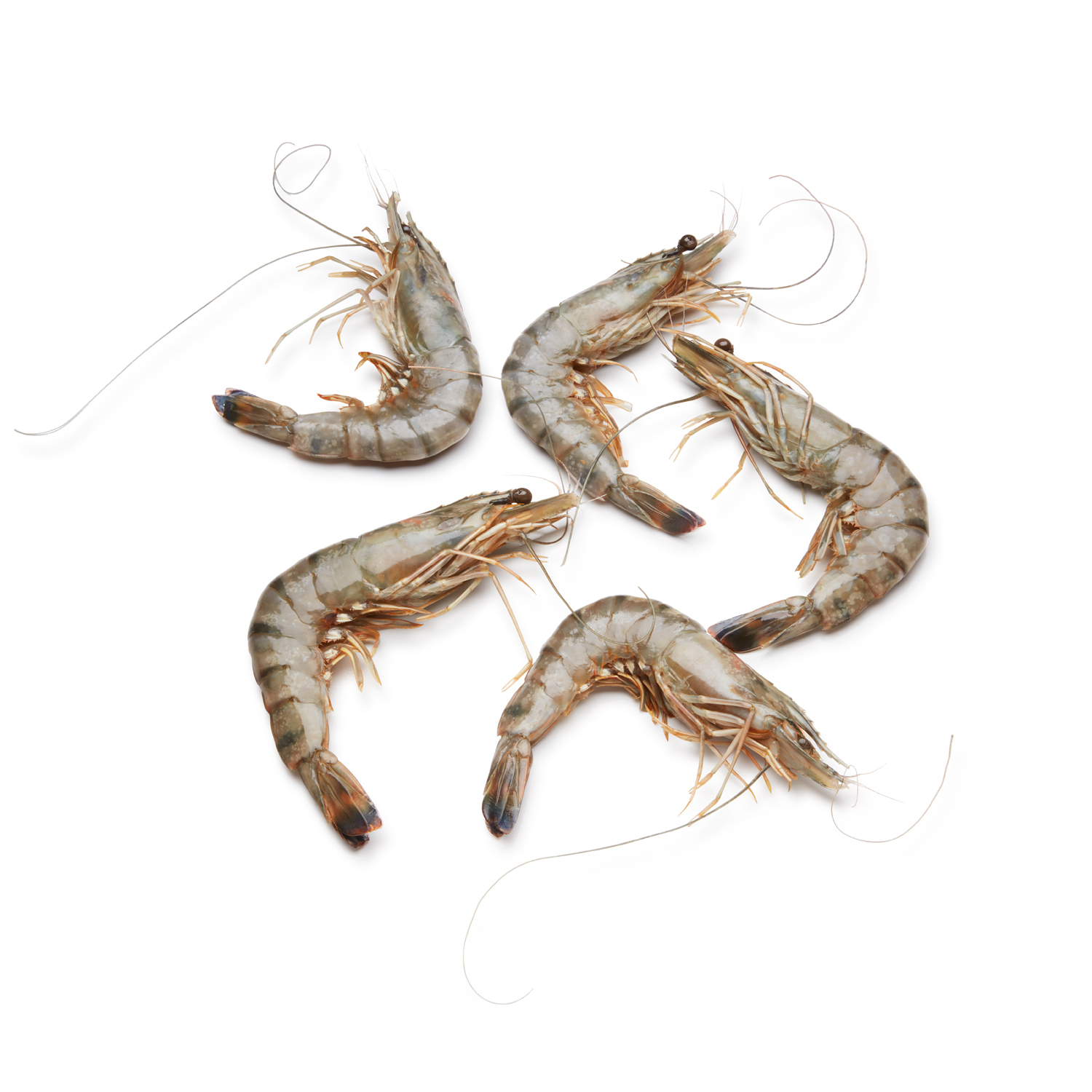 Tiger Prawns, Head-On, 7-9/lb