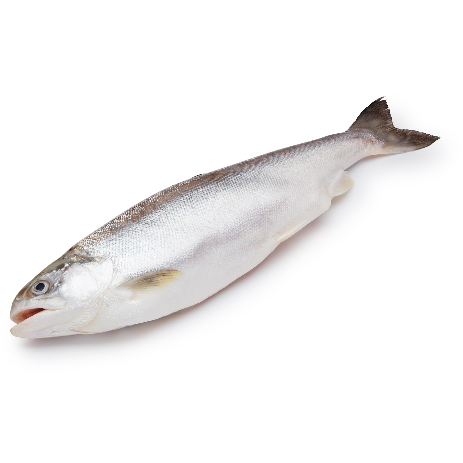 LocalCoho NY Farm-Raised Coho Salmon, Whole