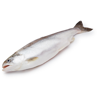 LocalCoho NY Farm-Raised Coho Salmon, Whole