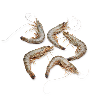 Madagascar Black Tiger Prawns, Head-On, 9-11/lb