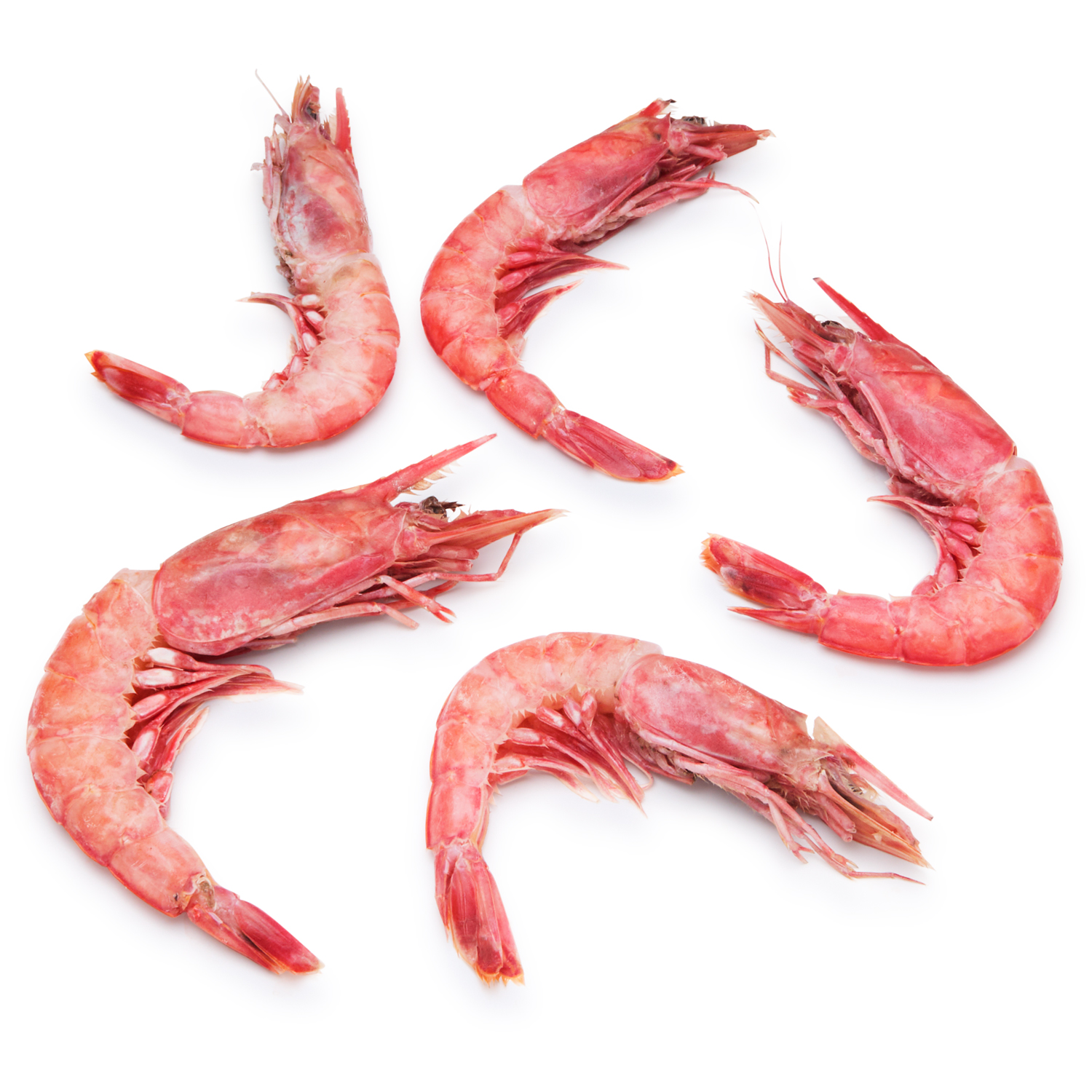 Wild Montauk Red Royal Shrimp 8-10/lb Head-On