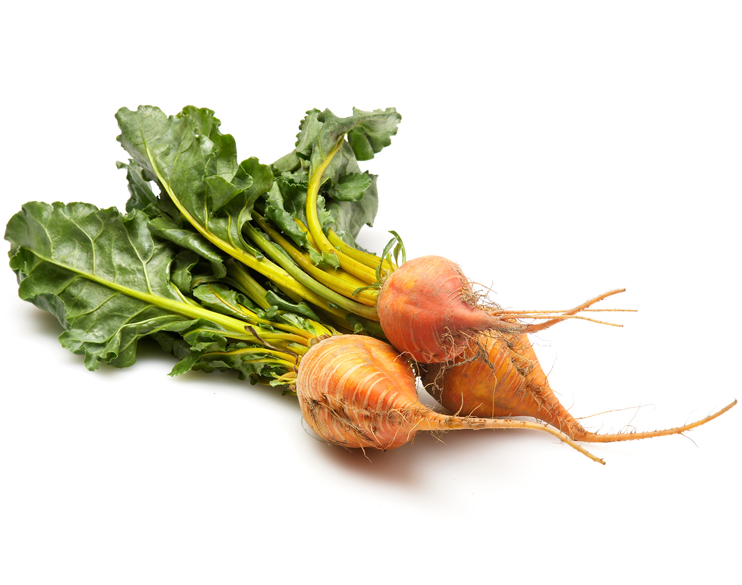 Organic Gold Beets, Bunch