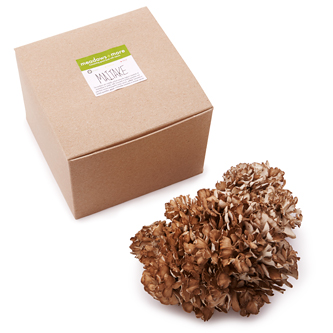Meadows and More Jumbo Organic Maitake Mushroom