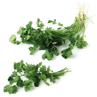 Organic Cilantro