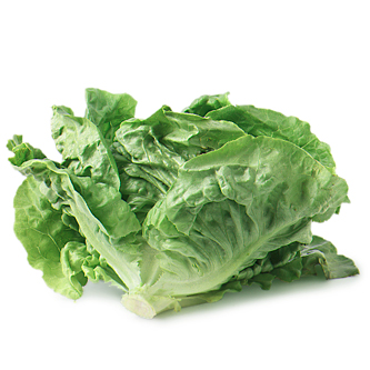 Boston Lettuce
